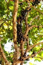 Jabuticaba tree, brazilian natural fruit Royalty Free Stock Photo