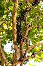 Jabuticaba tree, brazilian natural fruit