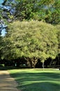 A beautiful jabuticaba tree in the park