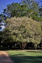 The jabuticaba tree in the park on a sunny day.