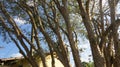 Jabuticaba tree with its trunk full of fruits