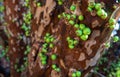 Jabuticabeira ending the flowering and the first green fruits are born, selective focus