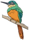 Jacamar bird animal character cartoon illustration Royalty Free Stock Photo