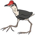 Jacana bird animal character cartoon illustration