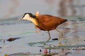 Jacana looking for fish Royalty Free Stock Photo