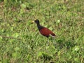 Northern jacana in the lake shores looking for prey