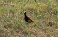 Adult Jacana spinosa bird in the lake vegetation