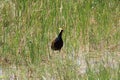 The Northern Jacana in a natural environtment