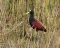 A northern jacana closeup side view