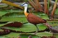 Jacana on waterlilies, Botswana Royalty Free Stock Photo