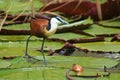 Jacana on waterlilies, Botswana Royalty Free Stock Photo