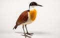 Jacana on a White Background -Generative Ai