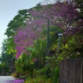 Jacaranda acutifolia tree blooming at spring in kibbutz Kfar Glikson in Israel