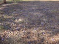 Jacaranda flowers on the ground Royalty Free Stock Photo