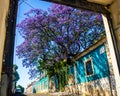 Jacaranda in bloom in an old ruined building in Lisboa, Portugal