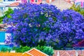 Jacaranda in bloom on rooftops of Lisboa, Portugal Royalty Free Stock Photo