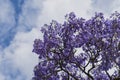 Jacaranda blossoms on a tree against a background of blue sky with clouds Royalty Free Stock Photo