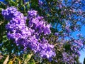 Jacaranda Royalty Free Stock Photo