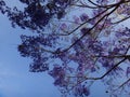 Jacaranda branches - Flowers Royalty Free Stock Photo