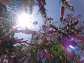 Jacaranda branches Royalty Free Stock Photo