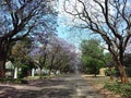 Jacaranda City - Pretoria in Purple