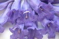 Purple Jacaranda flowers closeup macro image Royalty Free Stock Photo
