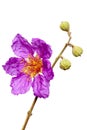 Jacaranda flower