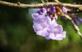 Jacaranda flower close-up Royalty Free Stock Photo