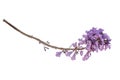 Jacaranda Flower isolated on white background