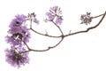 Jacaranda Flower isolated