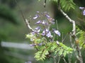 Jacaranda Flower - Paraty