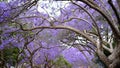 Jacaranda flower season in Austalia.