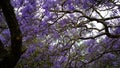 Jacaranda flower season in Austalia.