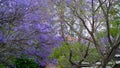 Jacaranda flower season in Austalia.