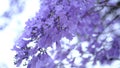 Jacaranda flower season blooming.