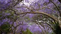 Jacaranda flower season in Austalia.