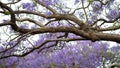 Jacaranda flower season in Austalia.