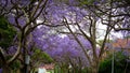 Jacaranda flower season in Austalia.