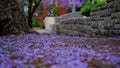 Jacaranda flower season in Austalia.