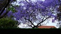 Jacaranda flower season in Austalia.