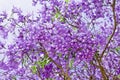 Jacaranda flowers Royalty Free Stock Photo