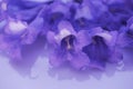 Jacaranda flowers closeup macro image Royalty Free Stock Photo