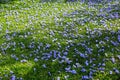 Jacaranda flowers on the floor