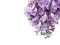 Jacaranda flowers isolated