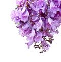 Jacaranda flowers isolated Royalty Free Stock Photo