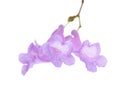 Jacaranda flowers isolated