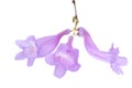 Jacaranda flowers isolated