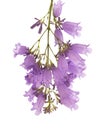 jacaranda flowers isolated on white background Royalty Free Stock Photo