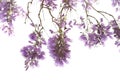 jacaranda flowers isolated on white background