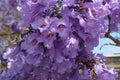 Jacaranda flowers